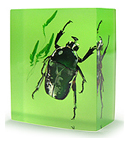 Gifts Real chafer beetle decoration